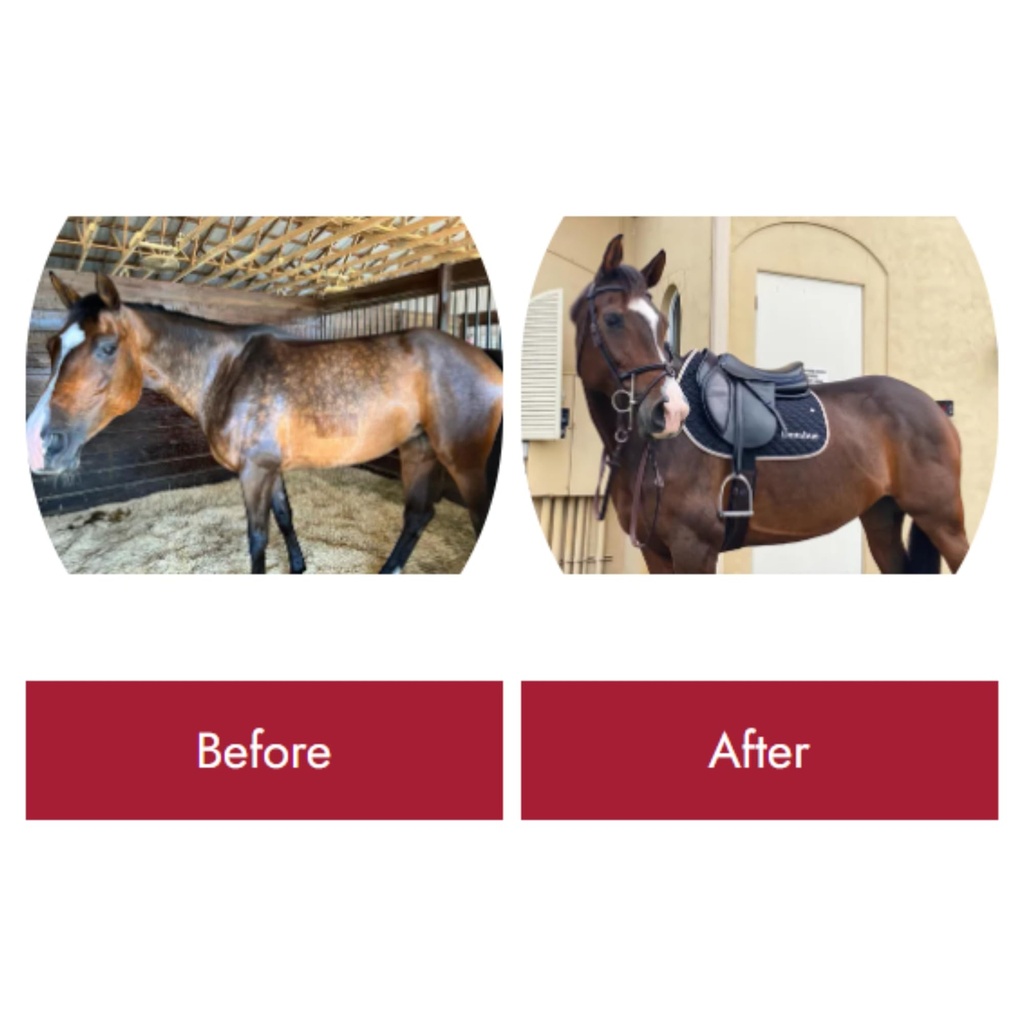 healthy-coat-feed-supplement-for-horses--61FUg8UI9wL.jpg