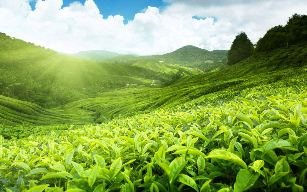 calming-blends-digestive-support-tea-pro-71S1LBncosL.jpg