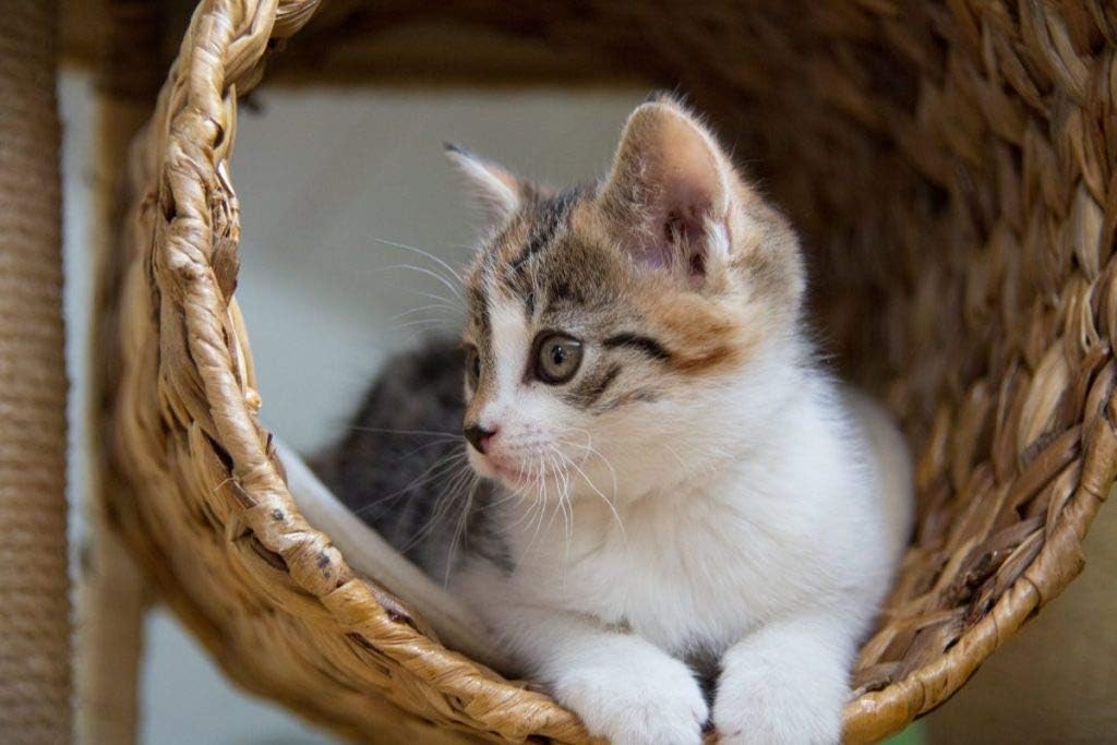 i-love-my-pets-llc-cat-liver-food---cat--4.jpg