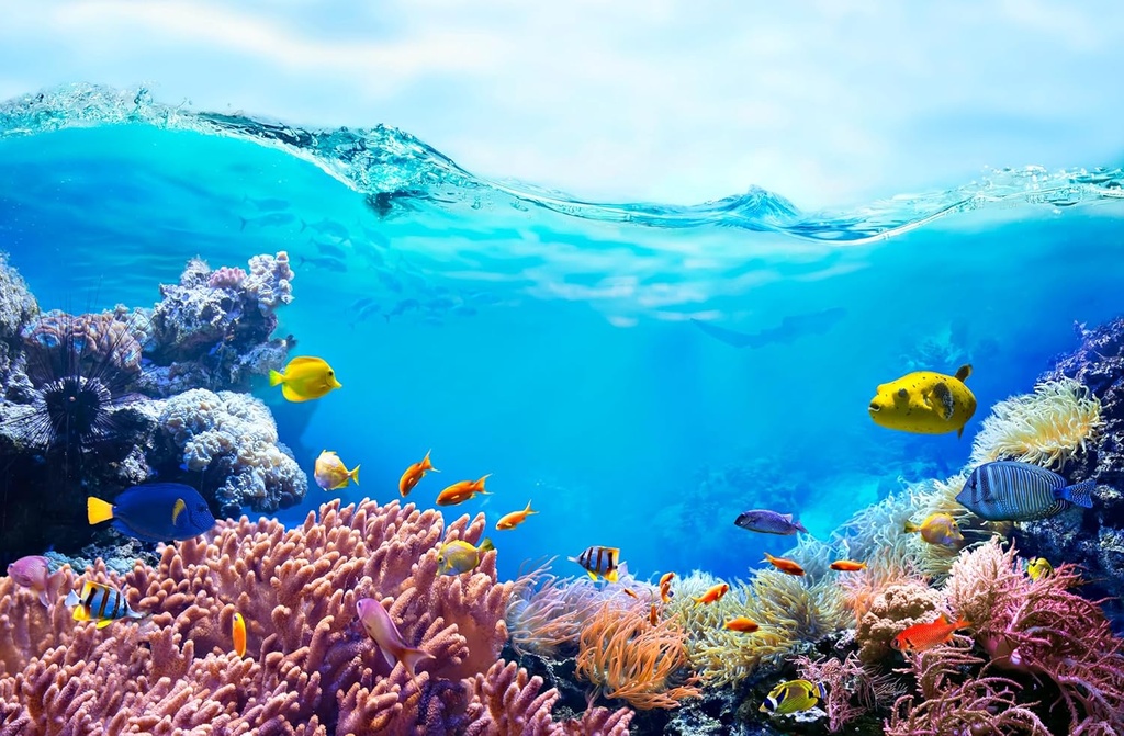 enzymedica-high-potency-fish-oil-epa-dha-5.jpg