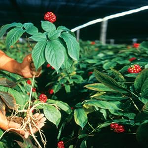 hsu-s-sku-0122-4-american-ginseng-medium-5.jpg