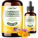 Suplemen Drainase Lymphatic Drops 1-Lymph Detox, Circulation - Lymphatic Drainage Suplemen dengan Herbs Organic, Echinacea, Dandelion, Burdock, Cleaver Herb - Lmune System Dukungan & Cleanse