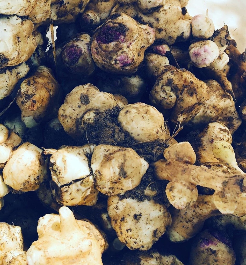 Artichoke (Helianthus tubosus) - Sunchoke, Sunroot atau Yerusalem Artichoke untuk Planting atau Eating - 5 Tubers oleh Perkemahan Asap