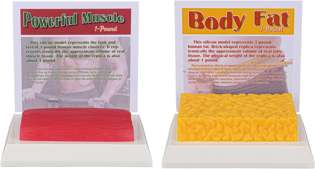 SimCoach Body Fat & Muscle Replica 1 Lb, Keep Fit & Fitness Motivation & Reminder, Human Muscle Fat Model for Nuttritionist, Athlete