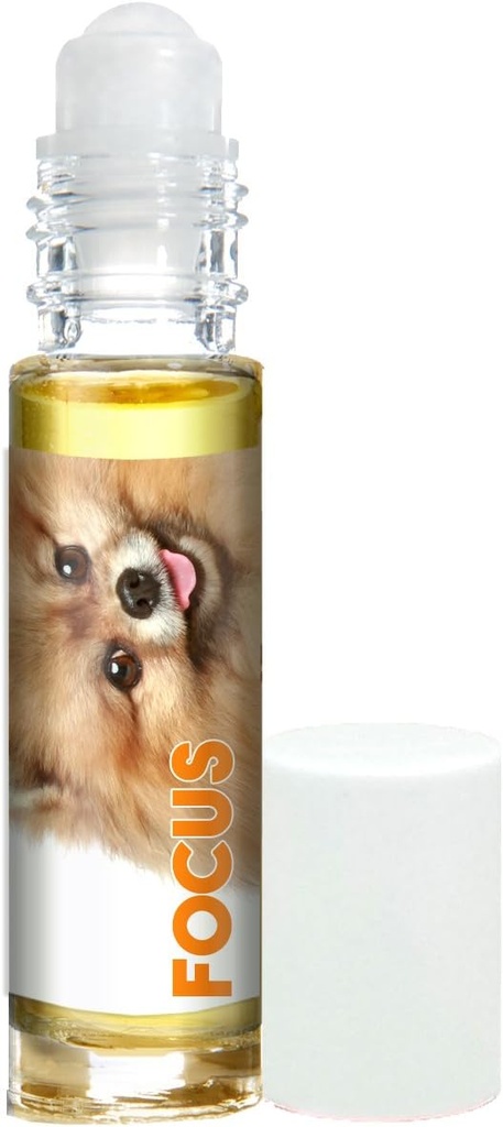 Papillon, Anjing Fokus Aromaterapi untuk Konsentrasi Canine.