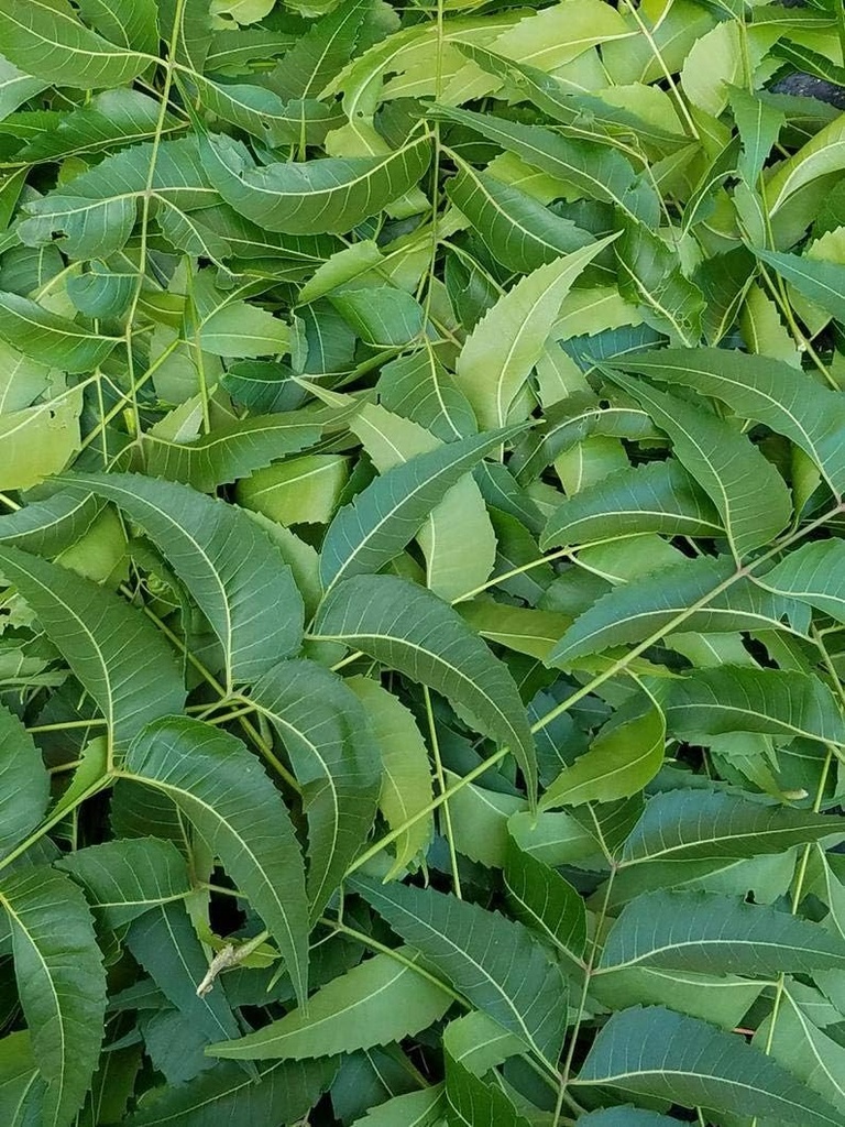 Fresh Neem Leaves, Azadirachta Indica, Margosa, dari South Florida. (3 OZ)
