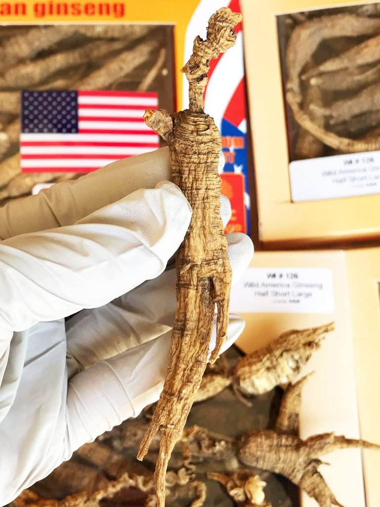 8OZ = 227g / Box American Wild Ginseng 15 ~ 20 Years, Wisconsin Whole Ginseng Root Hands - Dipilih 124;