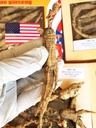 8OZ = 227g / Box American Wild Ginseng 15 ~ 20 Years, Wisconsin Whole Ginseng Root Hands - Dipilih 124;