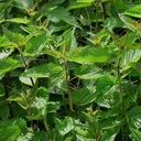 Stinging Nettle (Urtica Dioica) - 100 Benih oleh OrginBud