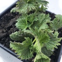 Tanaman Nettle Stanging Organik, Urtica Dioica Live Plant in 2.5 "Pot - Survival Food, Nutitious Herb oleh Smoke Camp Crafts