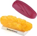Medarchitect Authentic Body Fat & Muscle Replica - 5 lb