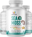 Organik Irish Moss Pil - Wildmade Dr Sebi Inspired Seamoss Blend with Turmeric, Burdock Root & Bladderwrack, Enhanced with Black Pepper - 60 Capsules