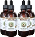 Echinacea Alcohol- Free Liquid Extract, Echinacea (Echinacea Angustifolia) Root Kering Glycerite Hawaii Pharm Natural Herbal Supplemen 4x4 oz