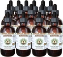 Echinacea Alcohol- Free Liquid Extract, Echinacea (Echinacea Angustifolia) Root Kering Glycerite Hawaii Pharm Natural Herbal Supplemen 15x4 oz