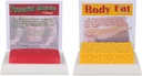 SimCoach Body Fat & Muscle Replica 1 Lb, Keep Fit & Fitness Motivation & Reminder, Human Muscle Fat Model for Nuttritionist, Athlete