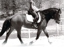 Tambahan Hormone and Calming for Horses All Natural Pure Raspberry dan Peppermint Herbal Blend 14 oz.