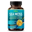 Premium Laut Moss dengan Ashwagandha, Burdock Bladdercrack, Benih Hitam untuk Sistem Imune, Skin, Diffoling & Energi- Dibuat di Amerika Serikat (150 Count (Paket 1))