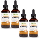 Maxx Herb Astragalus Root Extract - Max Kekuatan Liquid Taincture Absorbs Lebih Baik dari Capsules atau Powder, untuk Imune Dukungan dan Mental Clarity - 4 Botol, 4 Oz Masing-masing (240 Servings)