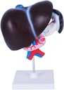 Model FROON Human Organ Artificial Liver Pankreas Duodenum Model Liver Teaching Aids Medical Liver Anatomy Model Detacricable Menjadi 3 Parts for Study Tools for School Study