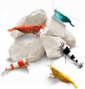 SunGrow Shrimp Rocks, Kalsium, Magnesium Rocks untuk Crayfish, Hermit Crab, Siput, Crustacean Care, Decer Aquarium untuk Crystal Red, Amano dan Ghost Shrimps, Nano Tank Accesories, Fish Tank Supplies